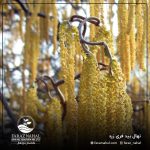 نهال بید فری زرد