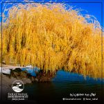 نهال بید مجنون زرد