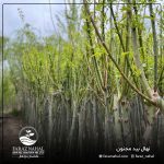 نهال بید مجنون پیوندی