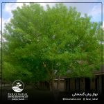 نهال زبان گنجشکی