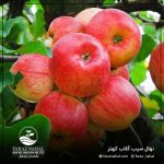 نهال سیب گلاب کهنز