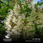 نهال اقاقیا گل