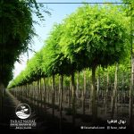 نهال اقاقیا