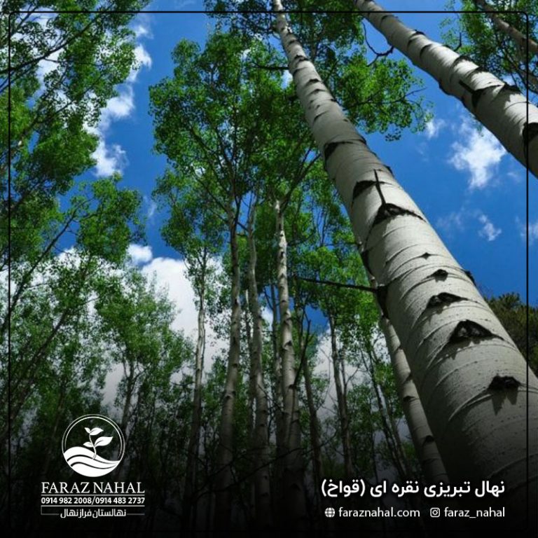 نهال تبریزی نقره ای ( قواخ )