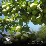 نهال گوجه سبز ملایر