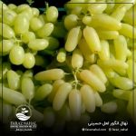 نهال انگور لعل حسینی