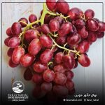 نهال انگور جوین