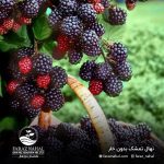 نهال تمشک بدون خار