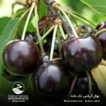 نهال گیلاس تکدانه