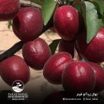 نهال زرد آلو قرمز