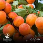 نهال زرد آلو انبه ای