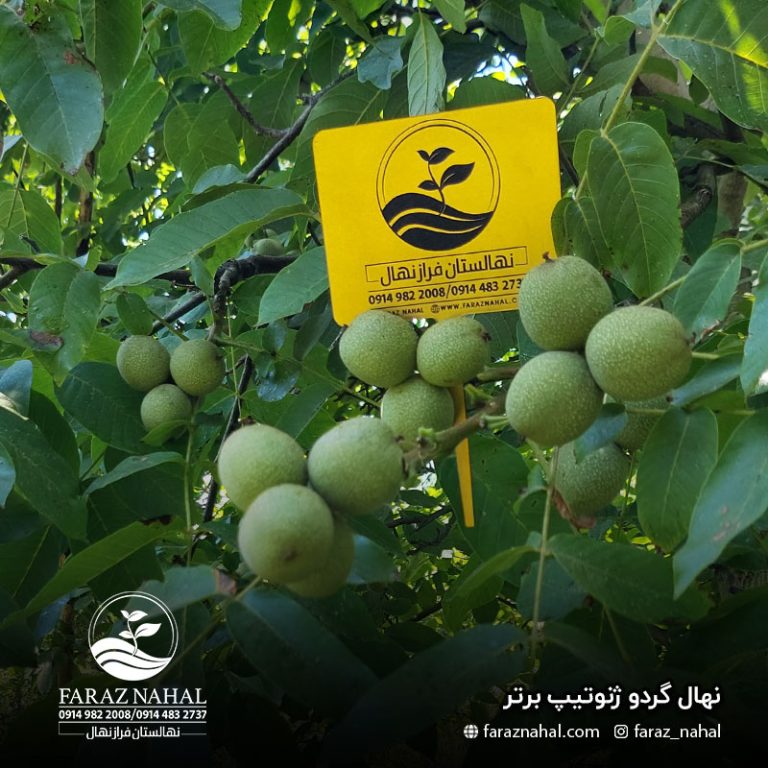 نهال گردو ژنوتیپ برتر