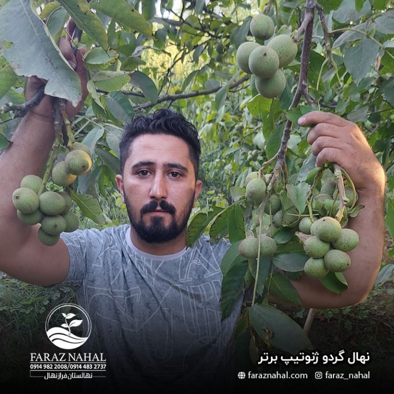 نهال گردو ژنوتیپ برتر