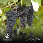 نهال انگور مویز ( انگور ترکمن)