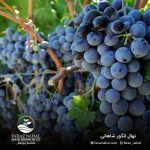 نهال انگور شاهانی