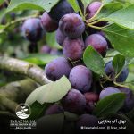 نهال آلو بخارایی