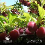 نهال آلو شابلون کالیفرنیا