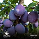 نهال آلو آنجلا