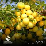 نهال الو زرد