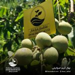 نهال گردو اسرائیلی