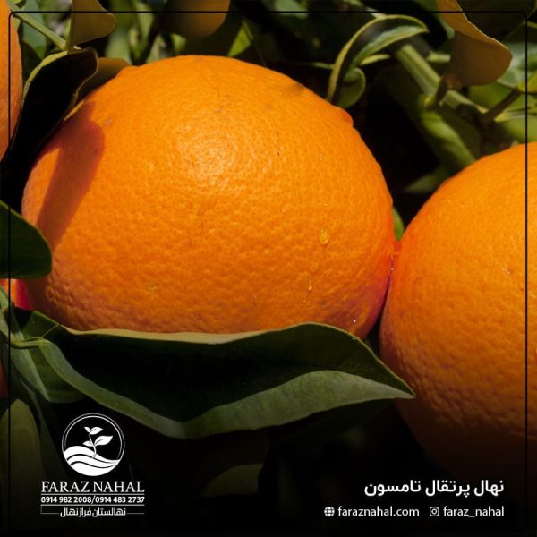 نهال پرتقال تامسون - product 95 min
