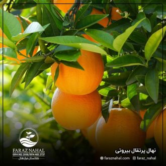 نهال پرتقال بیروتی