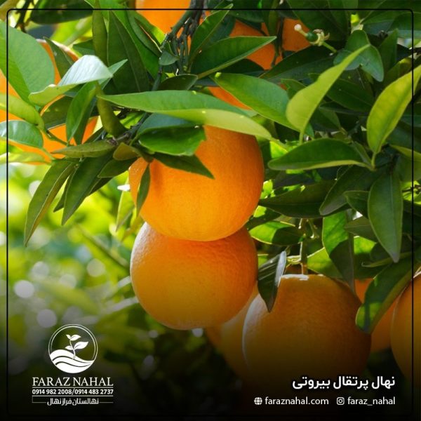 نهال پرتقال بیروتی - product 99 min