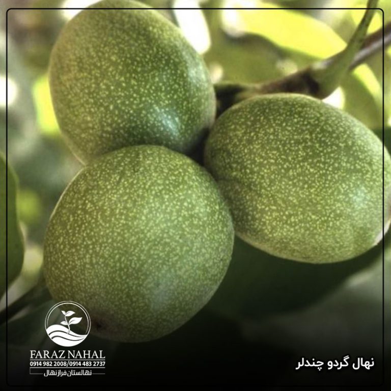 نهال گردو چندلر پیوندی