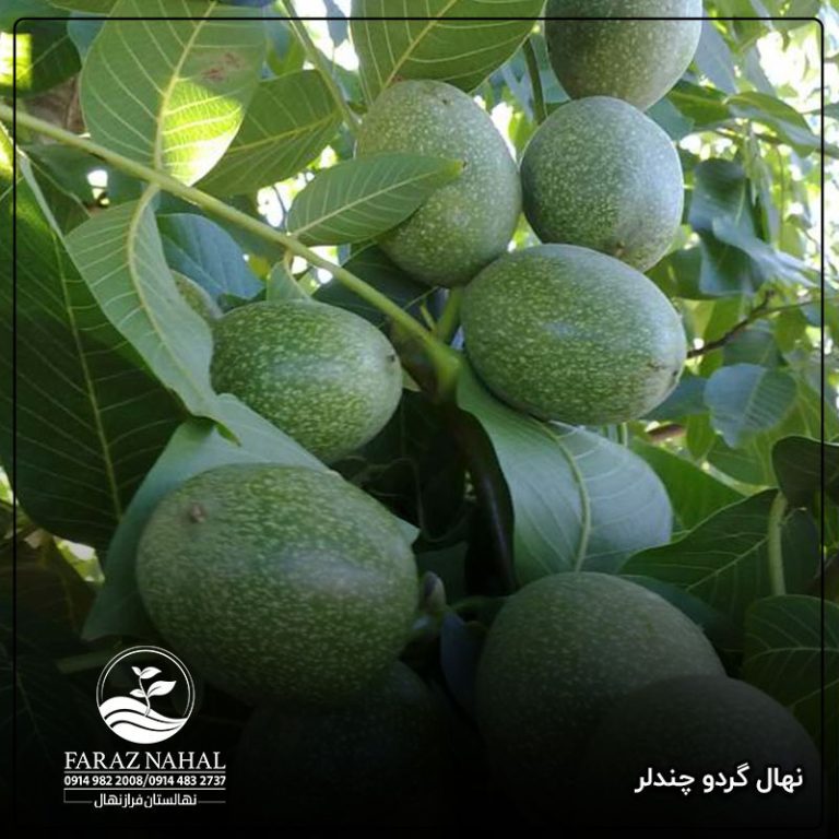 نهال گردو چندلر پیوندی