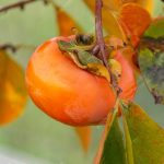 خرید نهال خرمالو