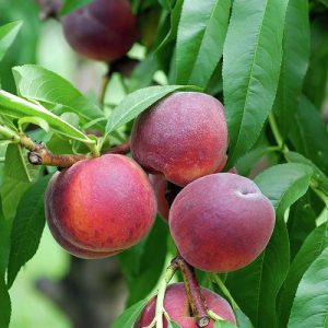 نهال هلو: راهنمای کامل از کاشت تا برداشت - Aadu Fruit