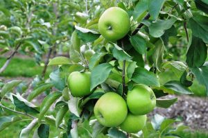 راز های کاشت نهال سیب: راهنمای کامل از صفر تا صد - sibsabz