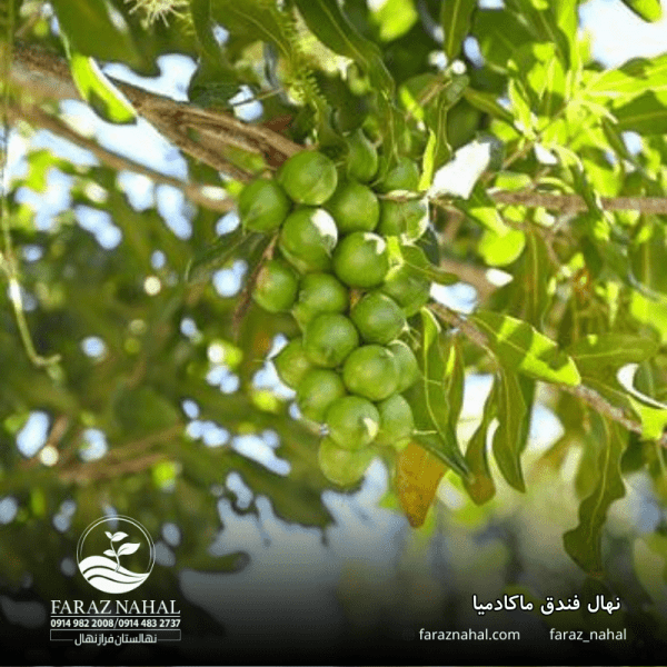 نهال فندق ماکادمیا (2)