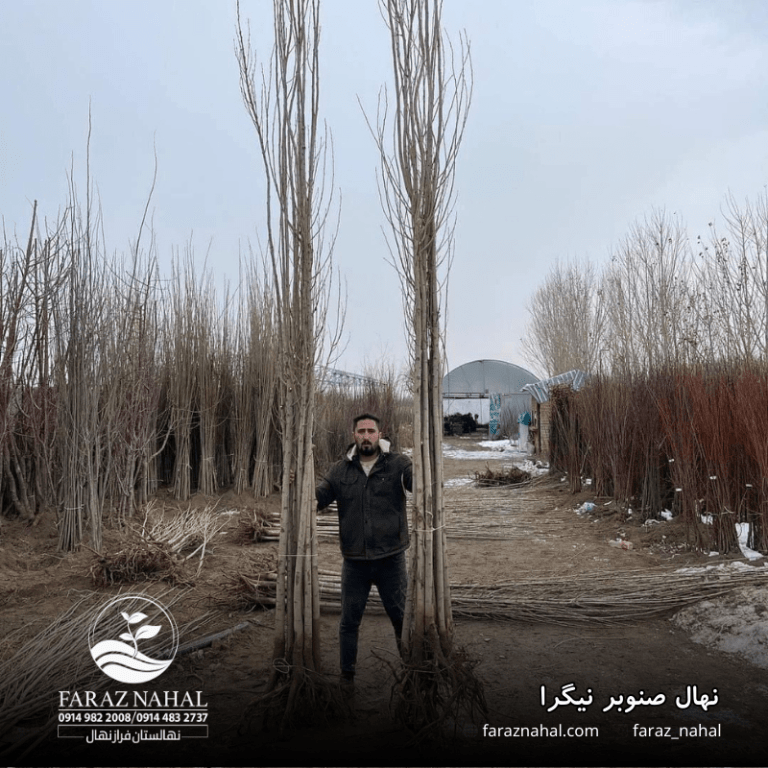 نهال صنوبر نیگرا (نیقرا)