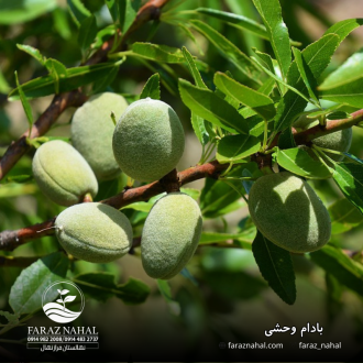 بادام وحشی