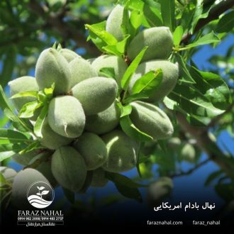 نهال بادام امریکایی