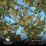نهال بادام تونو