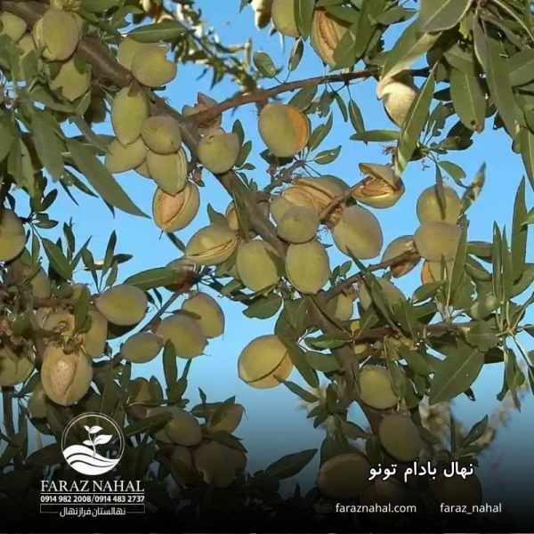 نهال بادام تونو
