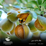 نهال بادام دیمی