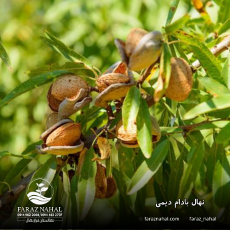نهال بادام دیمی