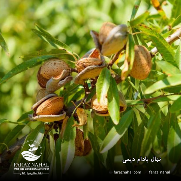 نهال بادام دیمی