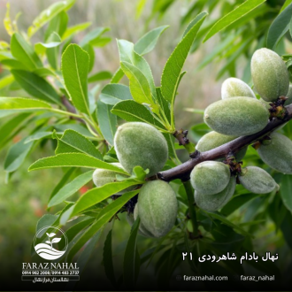 نهال بادام شاهرودی ۲۱