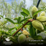 نهال بادام شاهرودی 8