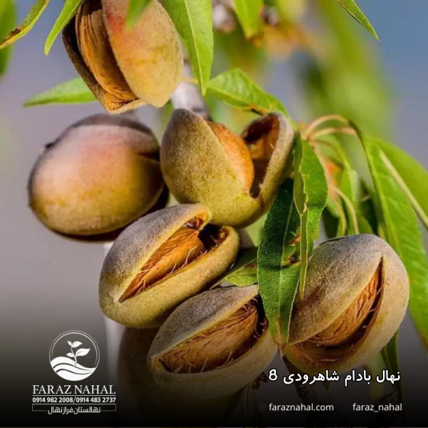 نهال-بادام-شاهرودی