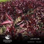 نهال بادام قرمز