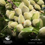 نهال بادام محب