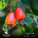 نهال بادام هندی