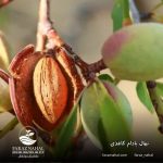 نهال بادام کاغذی