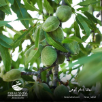 نهال بادام کوهی