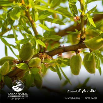 نهال-بادام-گرمسیری